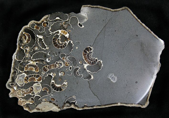 Polished Ammonite Fossils - Marston Magna Marble #22079